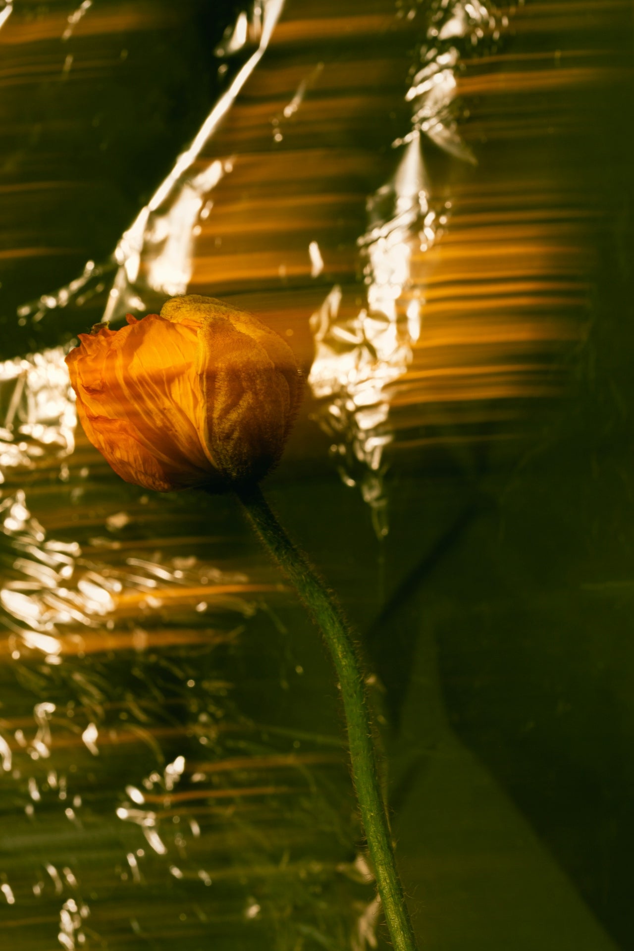 Complete Set of 5 - SIBONEI